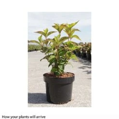 Hydrangea Serrata 'Avelroz' 7 Hydrangea Serrata 'Avelroz' -Plants Sale HYDR T66256 A h