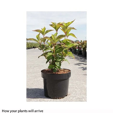 Hydrangea Serrata 'Avelroz' 5 Hydrangea Serrata 'Avelroz' - Image 3