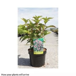 Hydrangea Serrata 'Intermedia' (Acuminata) 5 Hydrangea Serrata 'Intermedia' (Acuminata) -Plants Sale HYDR T66258 A h