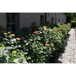 Hydrangea Macrophylla 'Alpengluehen' -Plants Sale HYDR T67973 A h