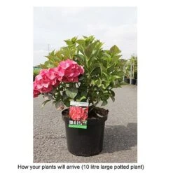 Hydrangea Macrophylla 'Alpengluehen' -Plants Sale HYDR T67973 B h