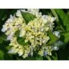 Hydrangea Macrophylla 'Ankong' -Plants Sale HYDR T67975 A h
