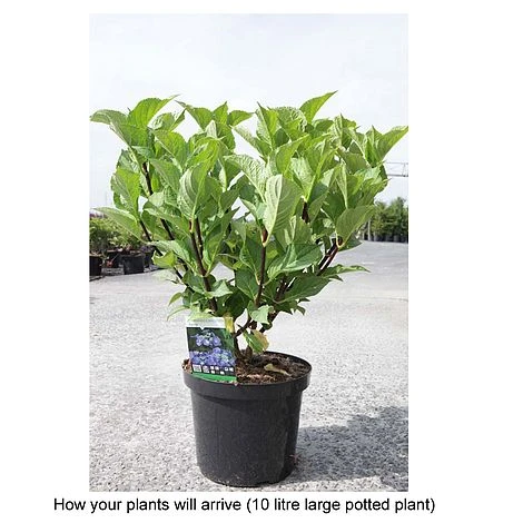 Hydrangea Macrophylla 'Zorro' 4 Hydrangea Macrophylla 'Zorro' - Image 2