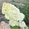 Hydrangea Paniculata 'Diamantino' 2 Hydrangea Paniculata 'Diamantino' -Plants Sale HYDR T68023 A h