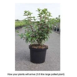 Hydrangea Paniculata 'Sundae Fraise' -Plants Sale HYDR T68061 B h