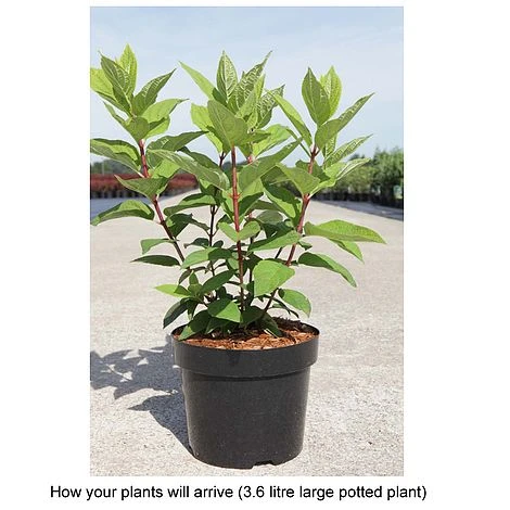 Hydrangea Paniculata 'Tickled Pink' 4 Hydrangea Paniculata 'Tickled Pink' - Image 2