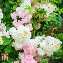 Hydrangea Paniculata 'Fraise Melba' -Plants Sale HYDR T74022 A
