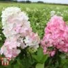 Hydrangea Paniculata 'Fraise Melba' -Plants Sale HYDR T74022 B