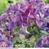 Hydrangea Macrophylla 'Black Diamonds Shining Angel Blue' -Plants Sale HYDR T79741 A