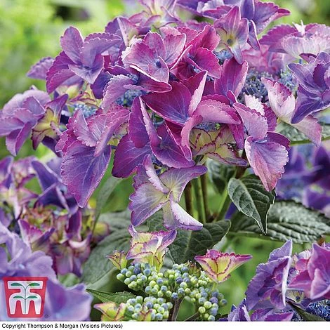 Hydrangea Macrophylla 'Black Diamonds Shining Angel Blue' 3 Hydrangea Macrophylla 'Black Diamonds Shining Angel Blue'