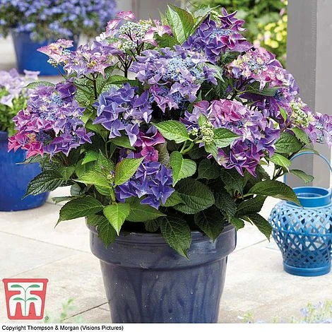 Hydrangea Macrophylla 'Black Diamonds Shining Angel Blue' 7 Hydrangea Macrophylla 'Black Diamonds Shining Angel Blue' - Image 5