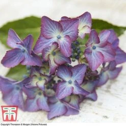 Hydrangea Macrophylla 'Black Diamonds Shining Angel Blue' 15 Hydrangea Macrophylla 'Black Diamonds Shining Angel Blue' -Plants Sale HYDR T79741 G1
