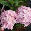 Hydrangea Macrophylla 'Belle Seduction' 1 Hydrangea Macrophylla 'Belle Seduction' -Plants Sale HYDR T81825 A