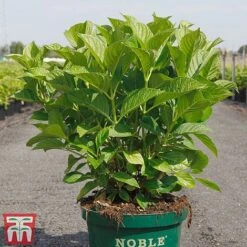 Hydrangea Macrophylla 'Belle Seduction' -Plants Sale HYDR T81825 C