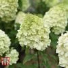 Hydrangea Paniculata 'Polar Bear' -Plants Sale HYDR TKA3182 A1