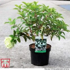 Hydrangea Paniculata 'Polar Bear' 8 Hydrangea Paniculata 'Polar Bear' -Plants Sale HYDR TKA3182 C