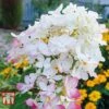 Hydrangea Paniculata 'Wim's Red' -Plants Sale HYDR TKA3186 B1