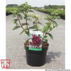 Hydrangea Paniculata 'Wim's Red' -Plants Sale HYDR TKA3186 D