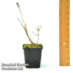 Hydrangea Paniculata 'Candlelight' -Plants Sale HYDR CANDLE9CM T450441