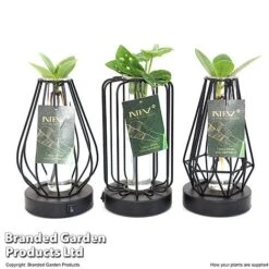 Hydroponic Collection In Turin Glass 15 Hydroponic Collection In Turin Glass -Plants Sale HYDR LEDTURING T49858