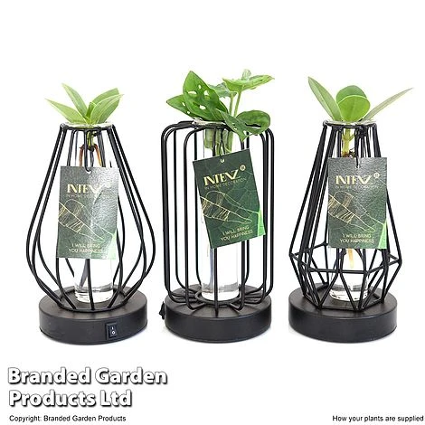 Hydroponic Collection In Turin Glass 9 Hydroponic Collection In Turin Glass - Image 7