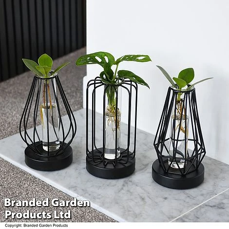 Hydroponic Collection In Turin Glass 3 Hydroponic Collection In Turin Glass