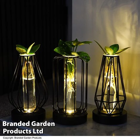 Hydroponic Collection In Turin Glass 4 Hydroponic Collection In Turin Glass - Image 2