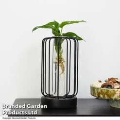 Hydroponic Collection In Turin Glass 12 Hydroponic Collection In Turin Glass -Plants Sale HYDR LEDTURING T49863