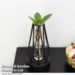 Hydroponic Collection In Turin Glass 13 Hydroponic Collection In Turin Glass -Plants Sale HYDR LEDTURING T49865