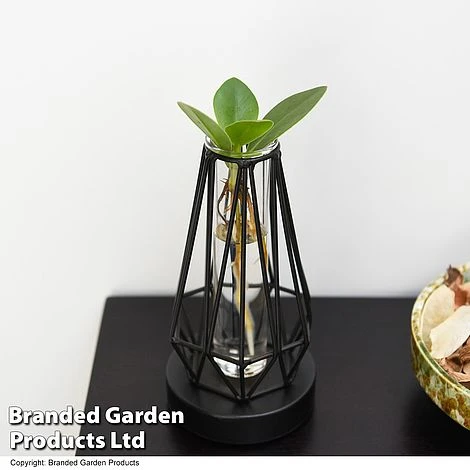 Hydroponic Collection In Turin Glass 7 Hydroponic Collection In Turin Glass - Image 5