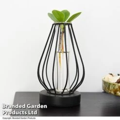 Hydroponic Collection In Turin Glass 14 Hydroponic Collection In Turin Glass -Plants Sale HYDR LEDTURING T49867