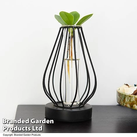 Hydroponic Collection In Turin Glass 8 Hydroponic Collection In Turin Glass - Image 6