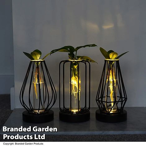 Hydroponic Collection In Turin Glass 5 Hydroponic Collection In Turin Glass - Image 3