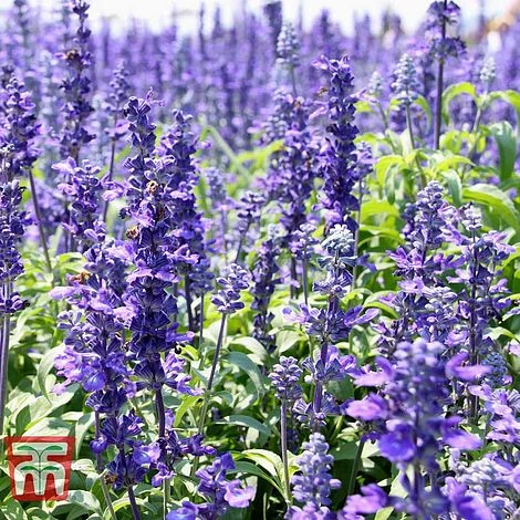 Hyssopus Officinalis 3 Hyssopus Officinalis