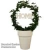 Hedera Home Hoop -Plants Sale Home hoop