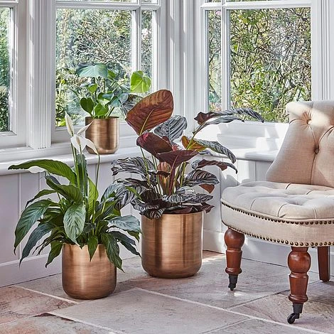 Indoor Chelsea Brass Planter H20Cm D20Cm 4 Indoor Chelsea Brass Planter H20Cm D20Cm - Image 2