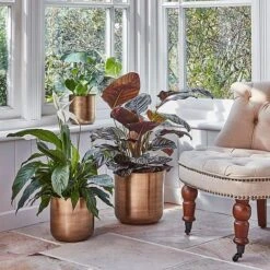 Indoor Chelsea Brass Planter H26Cm D25Cm -Plants Sale ICBP25 1