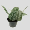 Scindapsus Pictus Trebie -Plants Sale IMG 1391 PhotoRoom