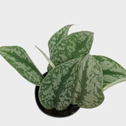 Scindapsus Pictus Trebie -Plants Sale IMG 1393 PhotoRoom