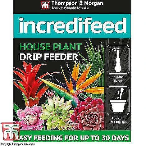 Senecio 'String Of Teardrops' 9 Senecio 'String Of Teardrops' - Image 7