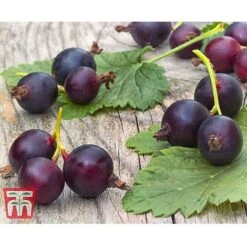 Casseille -Plants Sale JOST DWW3581 CC