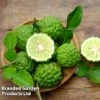 Kaffir Lime Citrus Plant -Plants Sale KAFFIRLIME KC5365 A