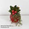 Kalanchoe Christmas Bauble - Gift 2 Kalanchoe Christmas Bauble - Gift -Plants Sale KALA CHRISBAUB T44335