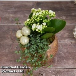 Kalanchoe Christmas Bauble - Gift -Plants Sale KALA CHRISBAUB T44339