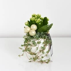 Kalanchoe Christmas Bauble - Gift -Plants Sale KALA CHRISBAUB T44341