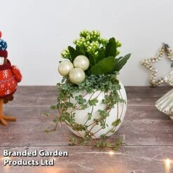 Kalanchoe Christmas Bauble - Gift -Plants Sale KALA CHRISBAUB T44342