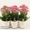 Kalanchoe 'Sunny Pink' -Plants Sale KALA SUNBP14CM S48782