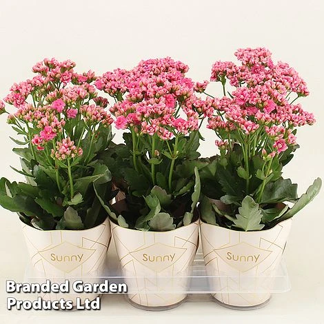 Kalanchoe 'Sunny Pink' 3 Kalanchoe 'Sunny Pink'