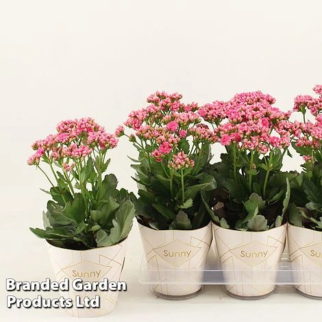 Kalanchoe 'Sunny Pink' 4 Kalanchoe 'Sunny Pink' - Image 2