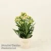 Kalanchoe 'Sunny Light Pink' -Plants Sale KALA SUNLP14CM S48784